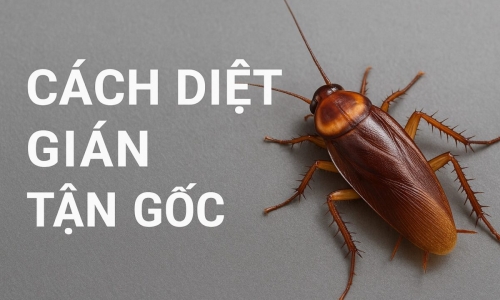 Cách diệt gián tận gốc đơn giản ai cũng làm được