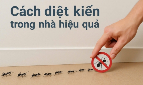 Cách diệt kiến trong nhà hiệu quả